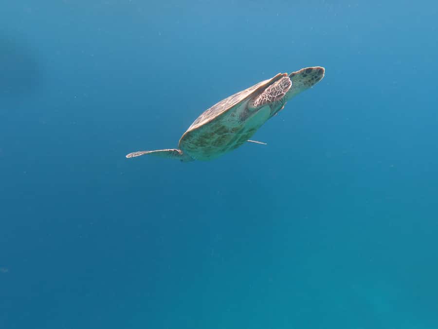 From Gili Air/Trawangan: Glass-Bottom Boat with Snorkeling - Shared boat or private trip?
