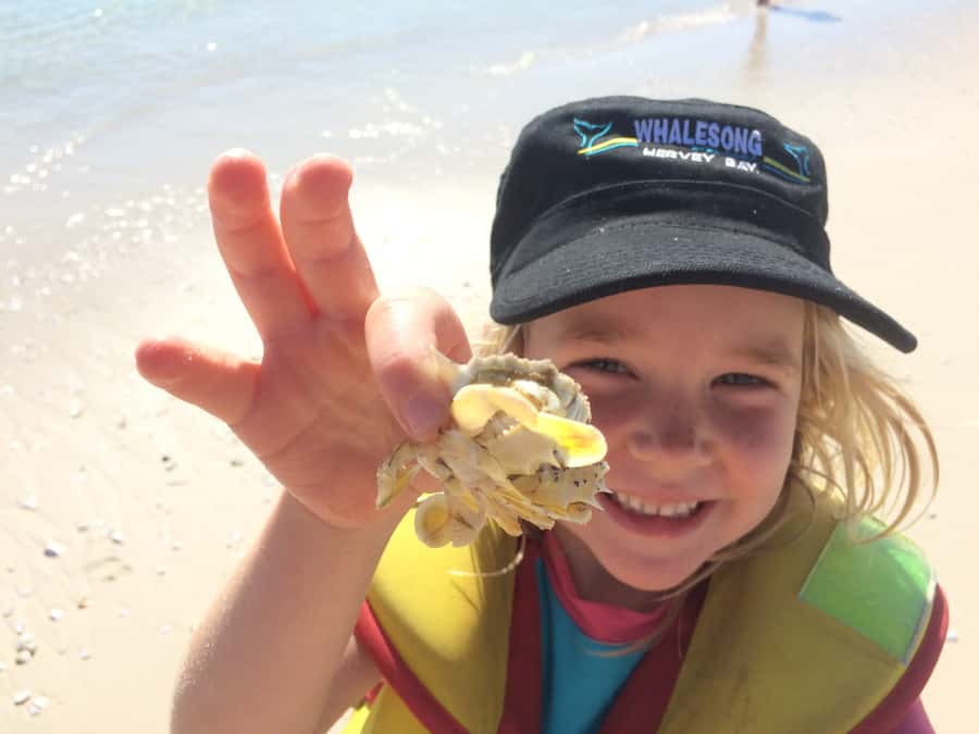 From Hervey Bay: Half-Day K'gari Fraser Island Beach Cruise - A beach stop with no forced schedule