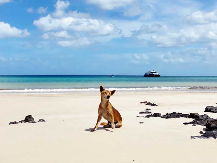 From Hervey Bay: Remote K'gari Tour by Boat with Lunch - Guides who make the long day work