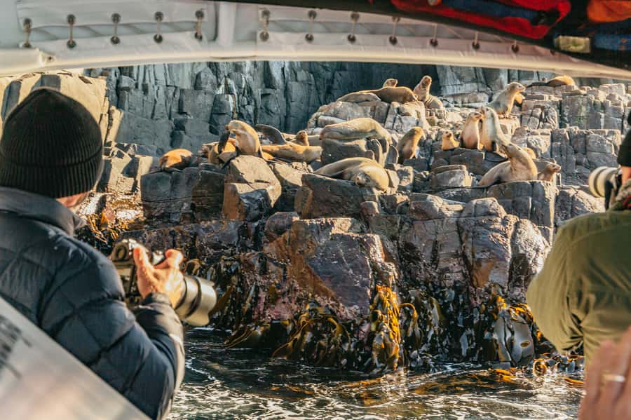 From Hobart/Adventure Bay: Bruny Island Wilderness Cruise - Breathing Rock, sea caves and The Monument