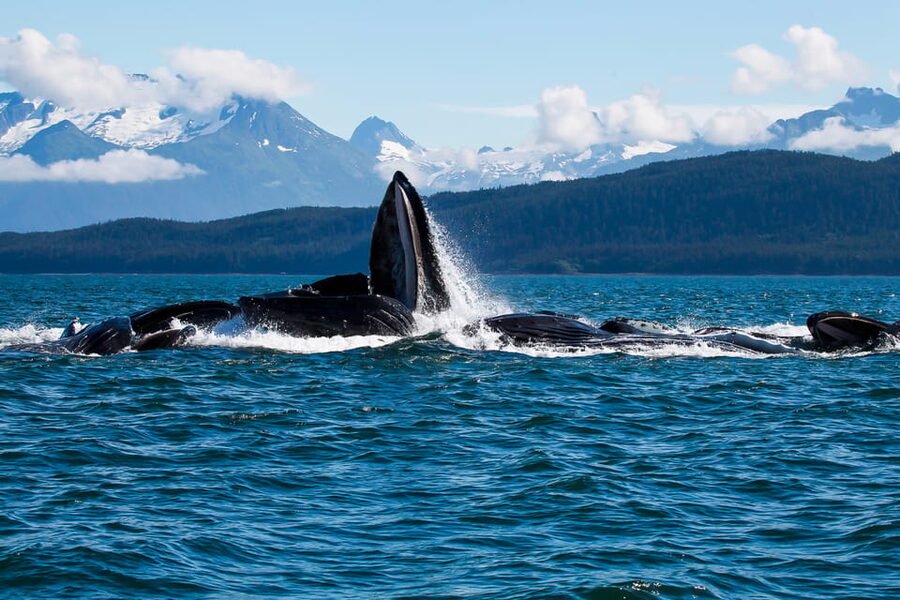 From Juneau: Whale Watching Cruise with Snacks - Why this whale watching trip works well in Juneau