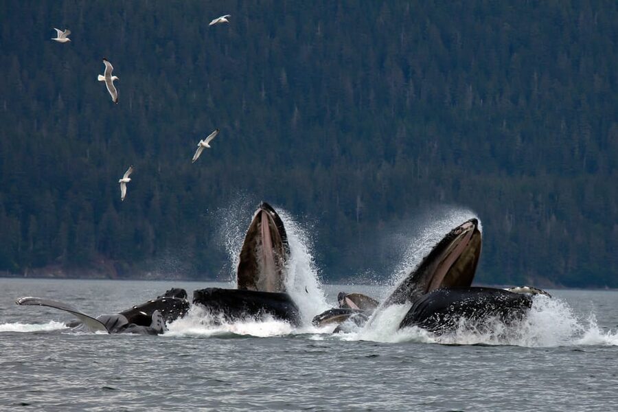 From Juneau: Whale Watching Cruise with Snacks - Boarding the small jet boat at Auke Bay