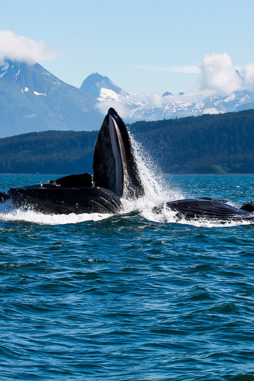 From Juneau: Whale Watching Cruise with Snacks - Guides who make the difference