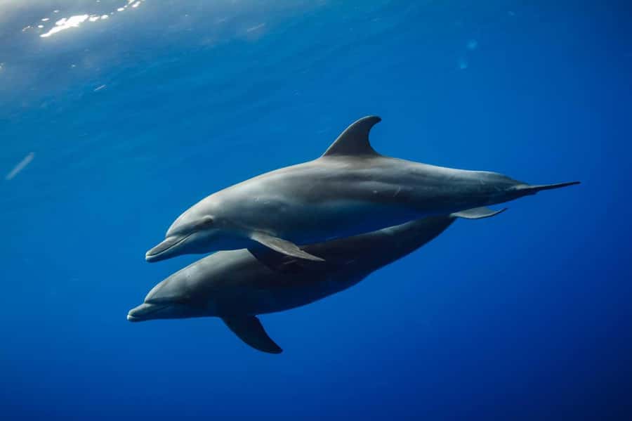 From Kendwa: Mnemba Boat Trip and Dolphin Snorkel Adventure - A morning on the water from Mama Mia