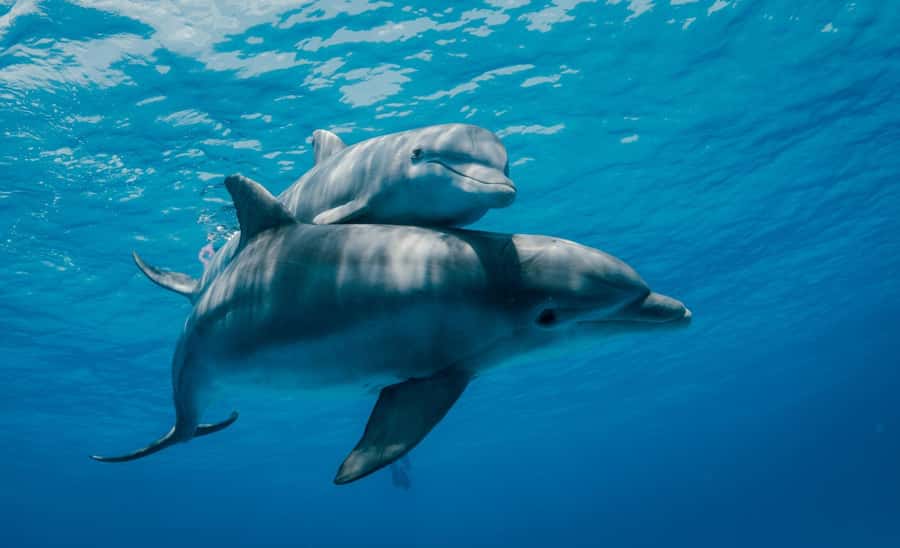 From Kendwa: Mnemba Boat Trip and Dolphin Snorkel Adventure - Should you book it?