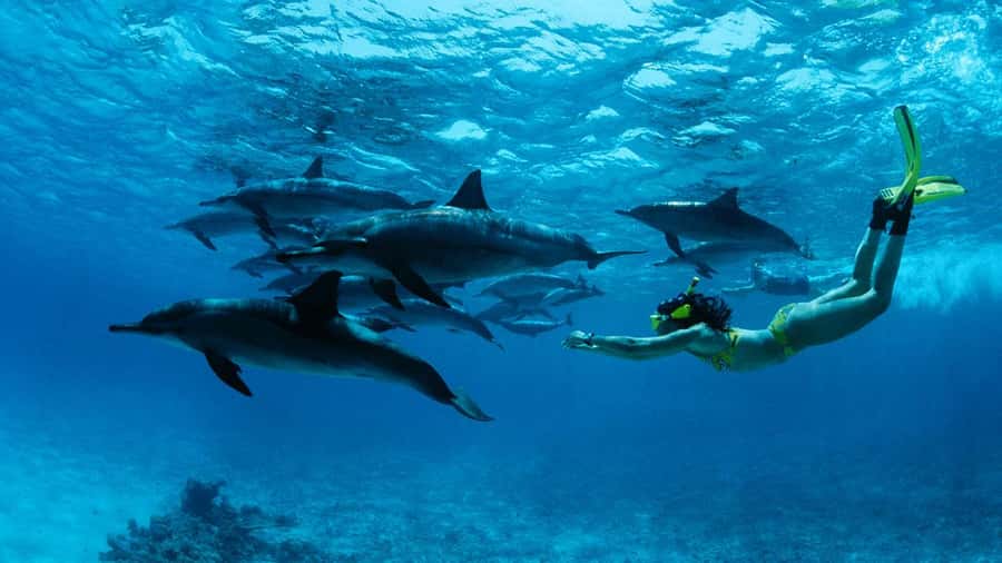 From Kendwa: Mnemba Boat Trip and Dolphin Snorkel Adventure - Searching for dolphins between Kendwa and Mnemba