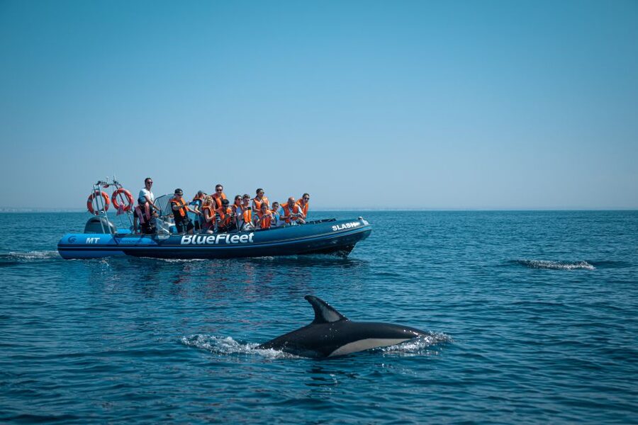 From Lagos: Dolphin Watching Boat Trip w/Marine Biologists - Key points to know before you book