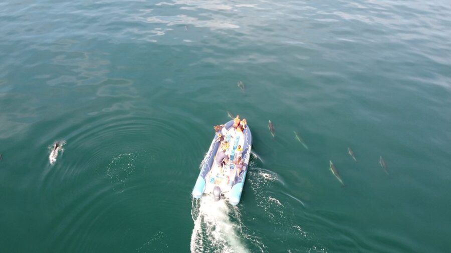 From Lagos: Dolphin Watching Boat Trip w/Marine Biologists - Should you book the Bluefleet dolphin trip?