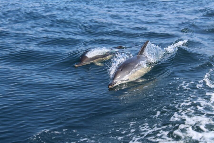From Lagos: Dolphin Watching Boat Trip w/Marine Biologists - Why this Lagos dolphin trip feels different