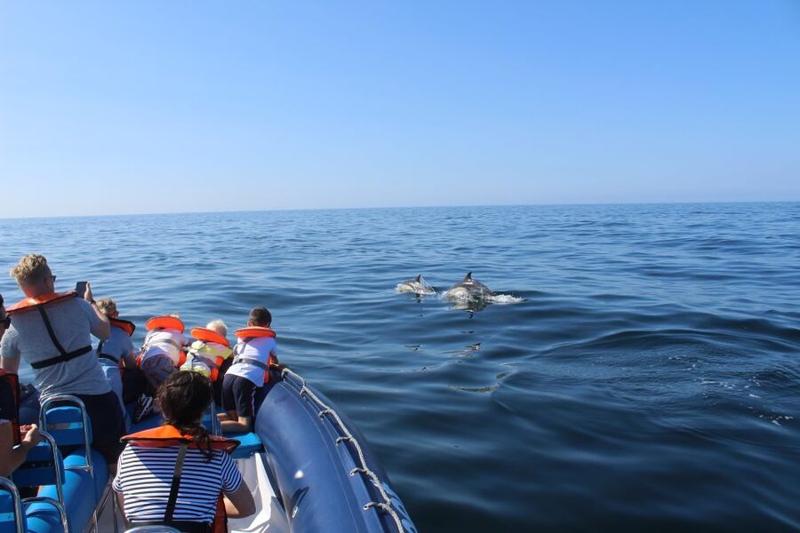 From Lagos: Dolphin Watching Boat Trip w/Marine Biologists - What the 1.5-hour route is really like