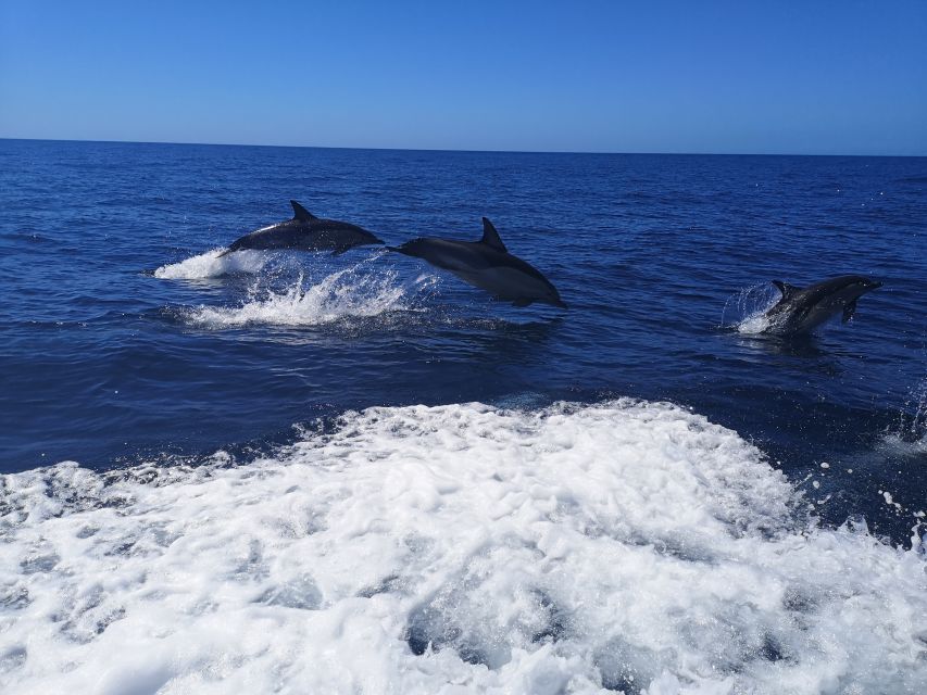 From Lagos: Dolphin Watching Boat Trip w/Marine Biologists - The RIB ride: fast, open, and not soft