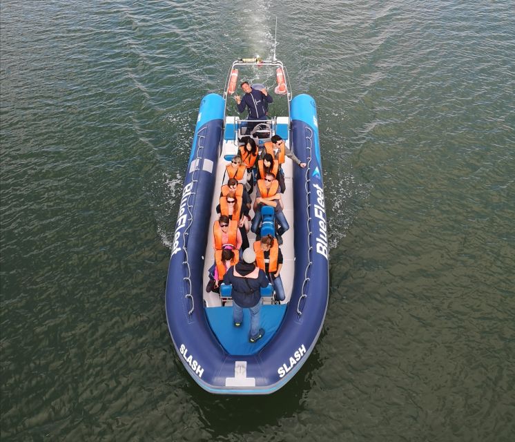 From Lagos: Dolphin Watching Boat Trip w/Marine Biologists - The guides make the search worthwhile