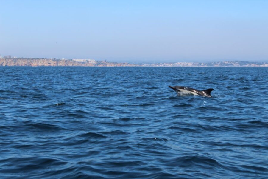 From Lagos: Dolphin Watching Boat Trip w/Marine Biologists - How much value do you get for $42?
