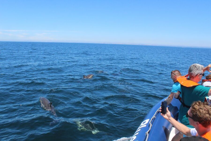 From Lagos: Dolphin Watching Boat Trip w/Marine Biologists - When to go and what to bring