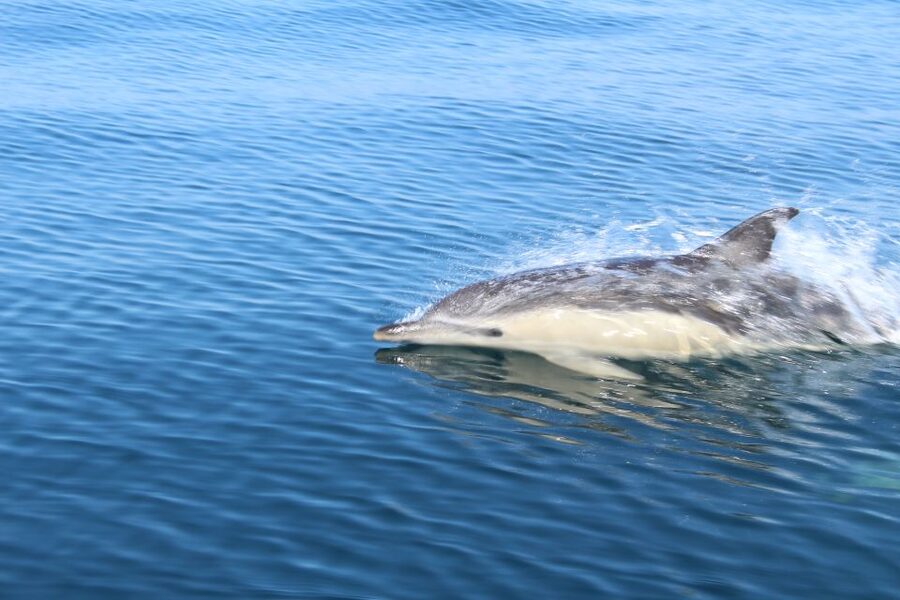 From Lagos: Dolphin Watching Boat Trip w/Marine Biologists - Who will enjoy it most?