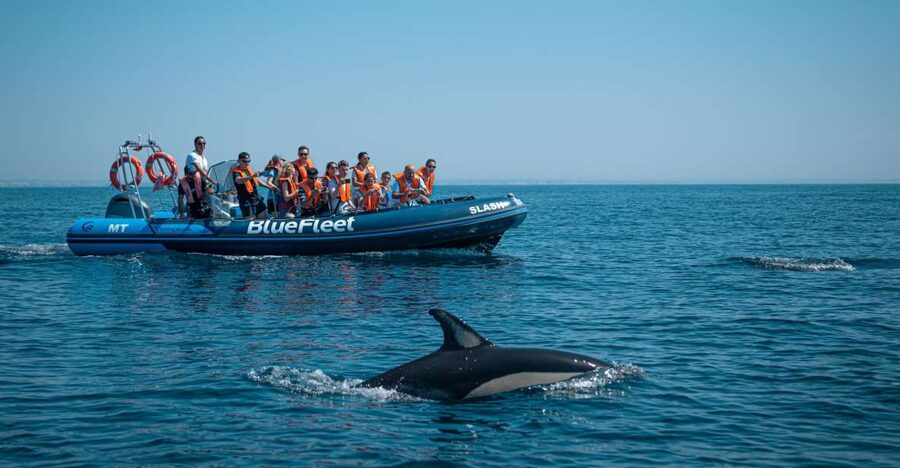 From Lagos: Dolphin Watching Boat Trip w/Marine Biologists - From Lagos Train Station to the Atlantic