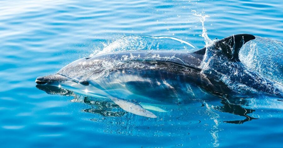 From Malaga: Day trip to Gibraltar and Dolphin Boat Tour - Why the dolphin cruise gives this Gibraltar day extra appeal