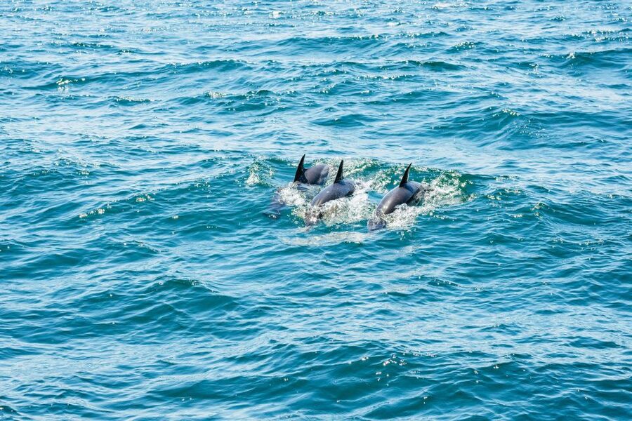 From Malaga: Day trip to Gibraltar and Dolphin Boat Tour - Practical advice before you leave Malaga