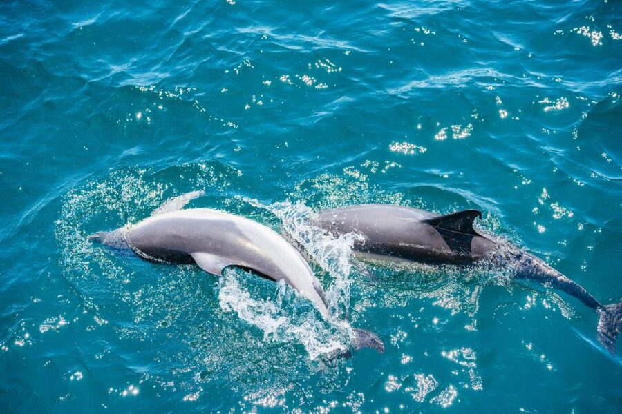 From Malaga: Day trip to Gibraltar and Dolphin Boat Tour - What the 90-minute dolphin tour is really like