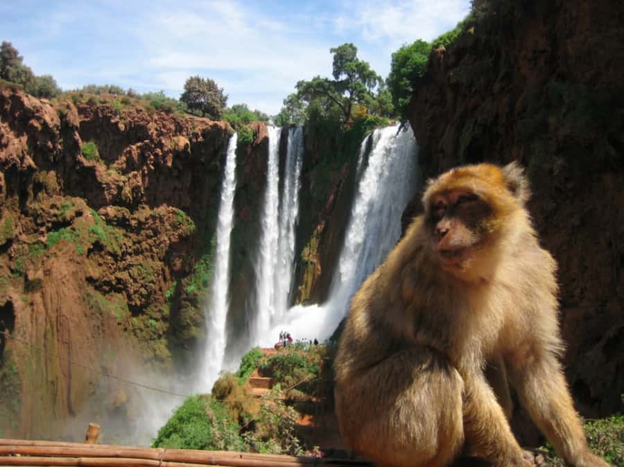 From Marrakech: Guided Ouzoud Waterfalls Tour with Boat Ride - Who will enjoy this trip most