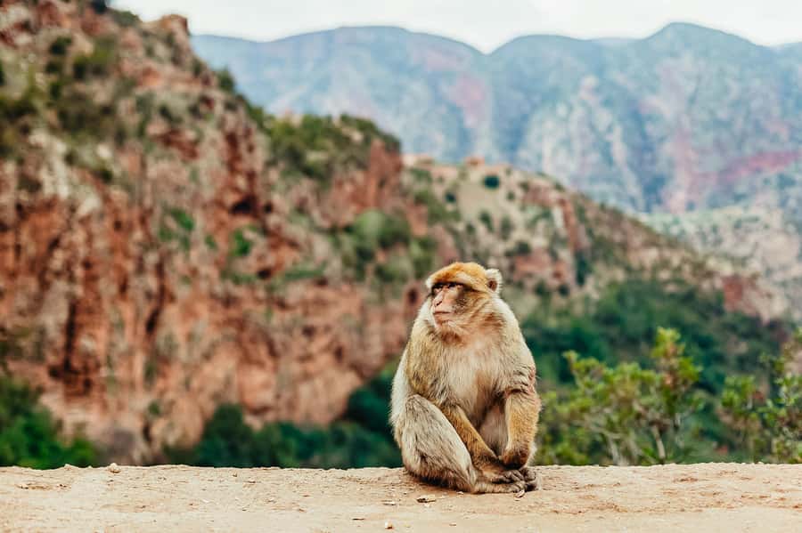 From Marrakech: Ouzoud Waterfalls Guided Hike and Boat Trip - The trail down to the water