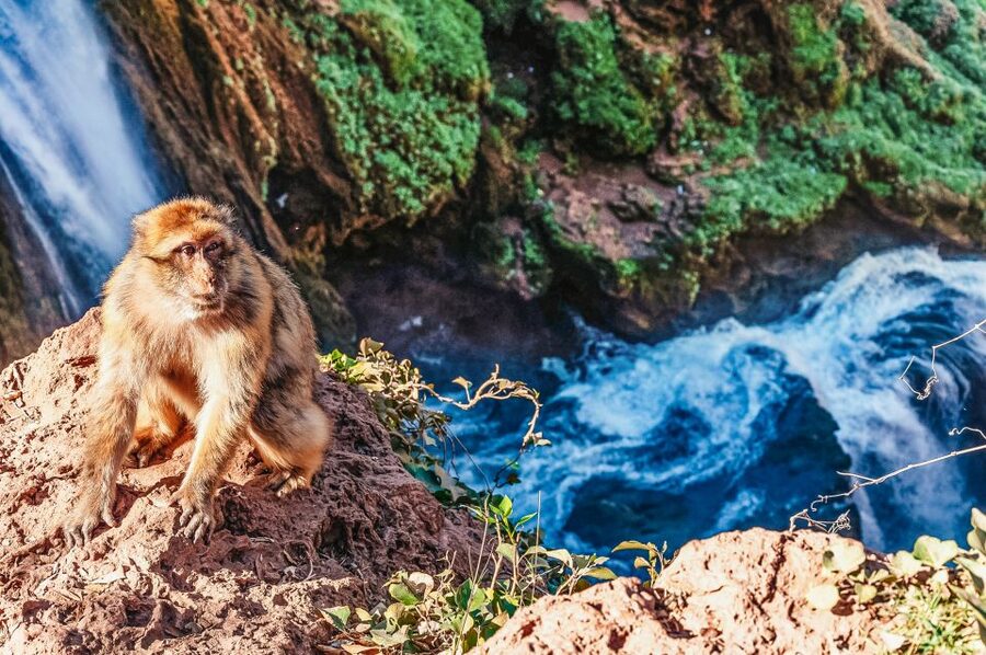 From Marrakech: Ouzoud Waterfalls Guided Hike and Boat Trip - Barbary macaques and the busy viewpoints