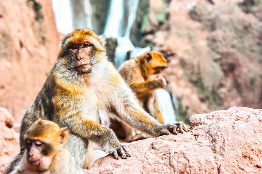From Marrakech: Ouzoud Waterfalls Guided Tour & Boat Ride - What the guides add to the day