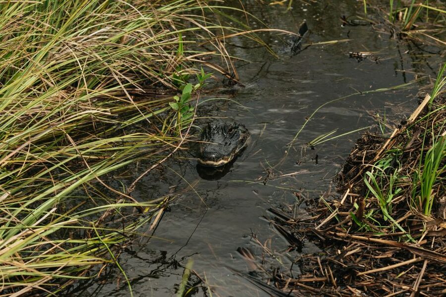 From Miami: Everglades Airboat Ride and Nature Walk - The one-hour airboat ride through alligator country