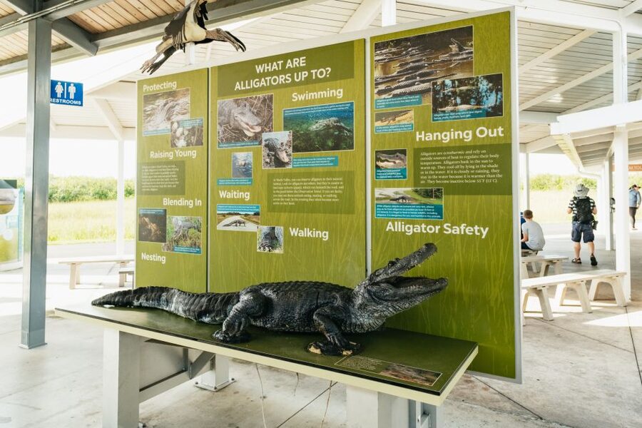 From Miami: Everglades Airboat Ride and Nature Walk - The guides are the heart of the experience