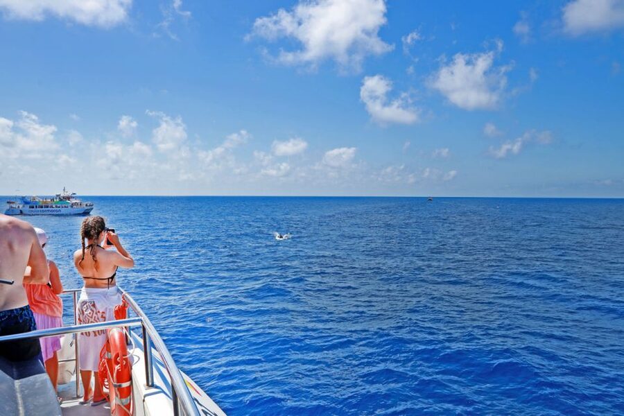 From Paguera: Dolphin Watching Cruise in a Glass-Bottom Boat - Key points to know before you book