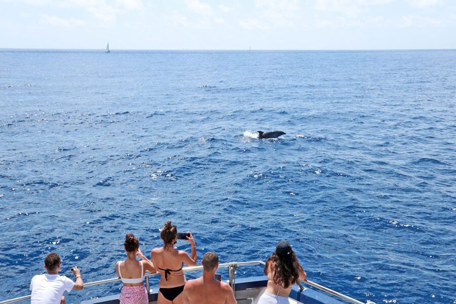 From Paguera: Dolphin Watching Cruise in a Glass-Bottom Boat - Setting out from Playa Tora and Santa Ponsa