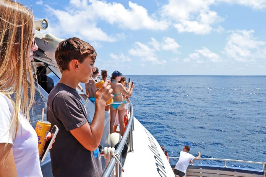 From Paguera: Dolphin Watching Cruise in a Glass-Bottom Boat - What the glass bottom is really like