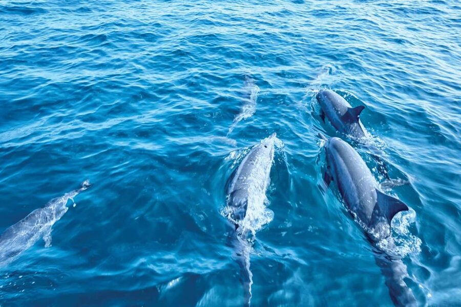 From Palma: 3-Hour Morning Dolphin Watching Boat Tour - A relaxed boat, with a few limits