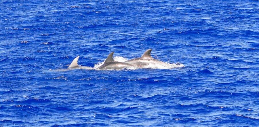 From Palma: 3-Hour Morning Dolphin Watching Boat Tour - Practical ways to make the morning better