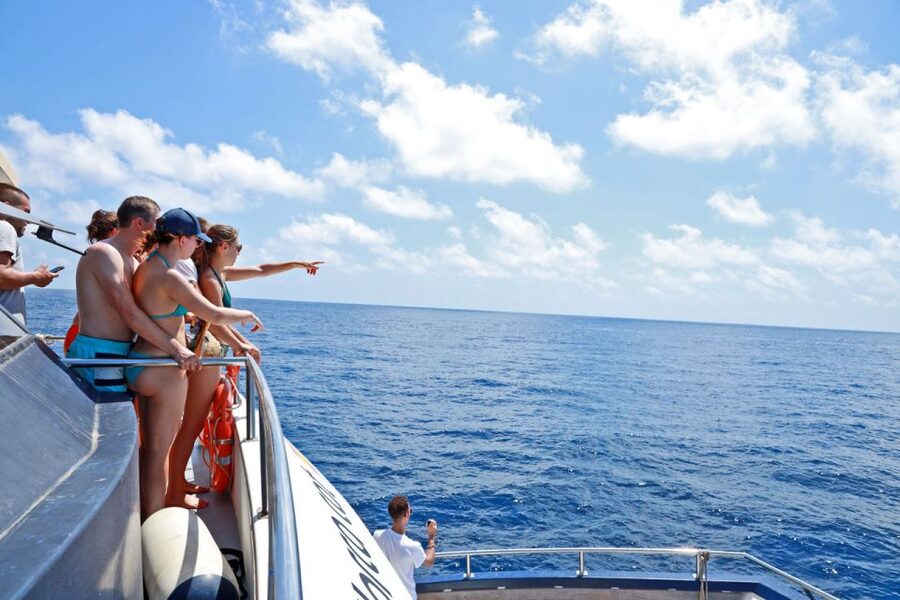 From Palma: 3-Hour Morning Dolphin Watching Boat Tour - Should you book the dolphin tour?