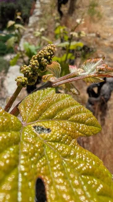 From Porto: 2 Wine Regions, Farm-to-Table Lunch & Boat - Crossing into the Douro Valley