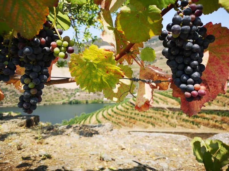 From Porto: Tastings at 2 Wineries, Chef's Lunch & Boat Tour - Who should book this Douro day?