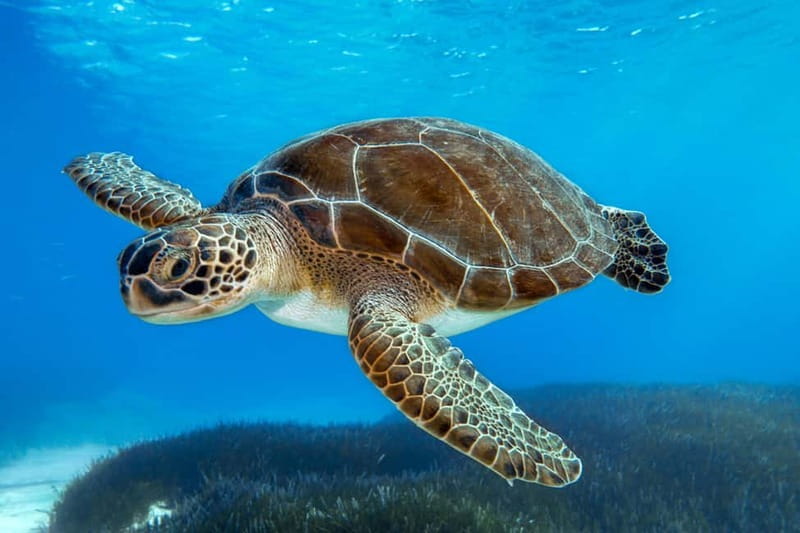 From Protaras: Cruise to Blue Lagoon, Turtle Cove & Sea Cave - Five things to know before you book
