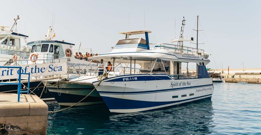 From Puerto Rico de Gran Canaria: Dolphin Watching Cruise - Quick points before you book