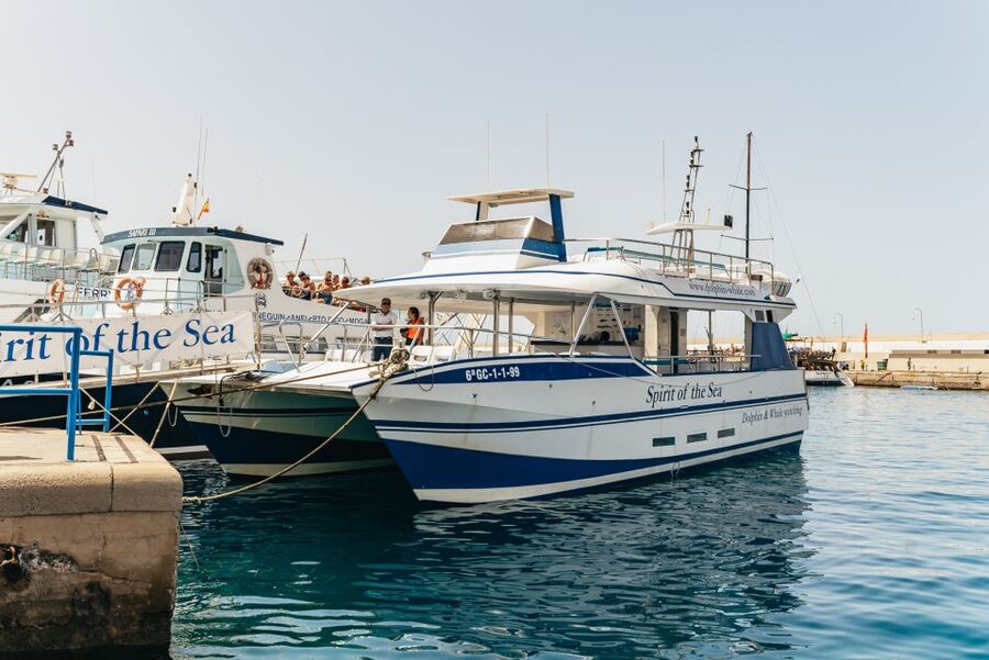 From Puerto Rico de Gran Canaria: Dolphin Watching Cruise - What makes the wildlife encounter special