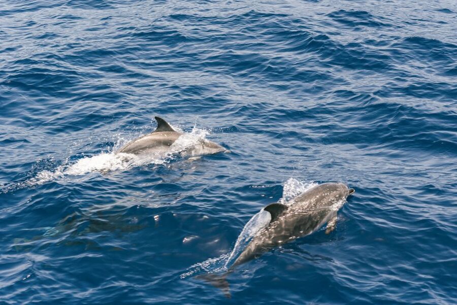 From Puerto Rico de Gran Canaria: Dolphin Watching Cruise - Who should book this cruise?