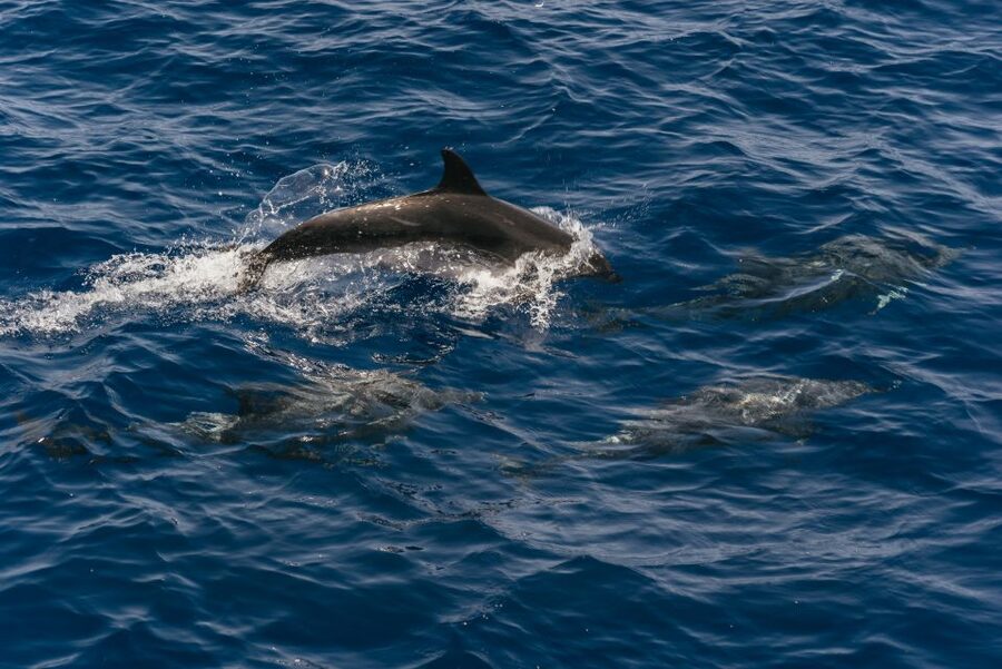 From Puerto Rico de Gran Canaria: Dolphin Watching Cruise - The search for dolphins and whales