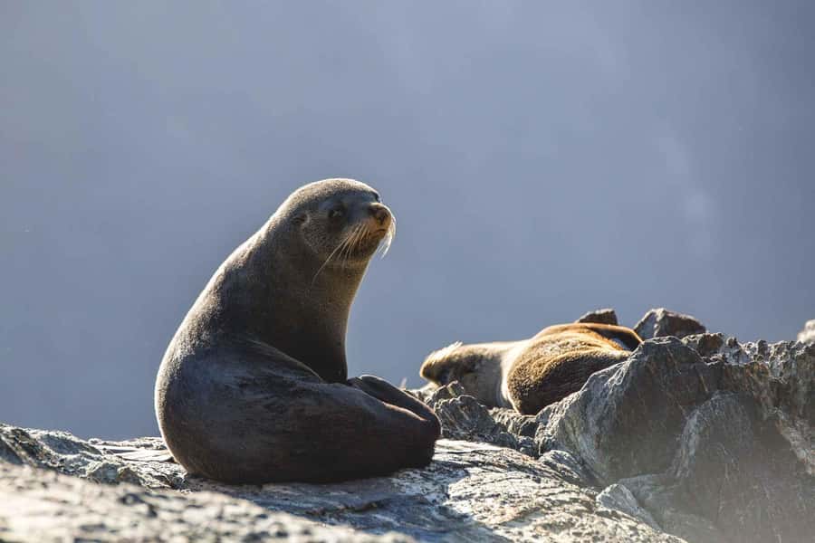 From Queenstown: Milford Sound Cruise and Coach Day Tour - Monkey Creek and the Milford Road