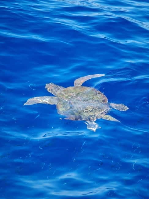From Sorrento: Capri Boat Tour with Blue Grotto Visit - Three Hours in Capri, With One Big Planning Choice