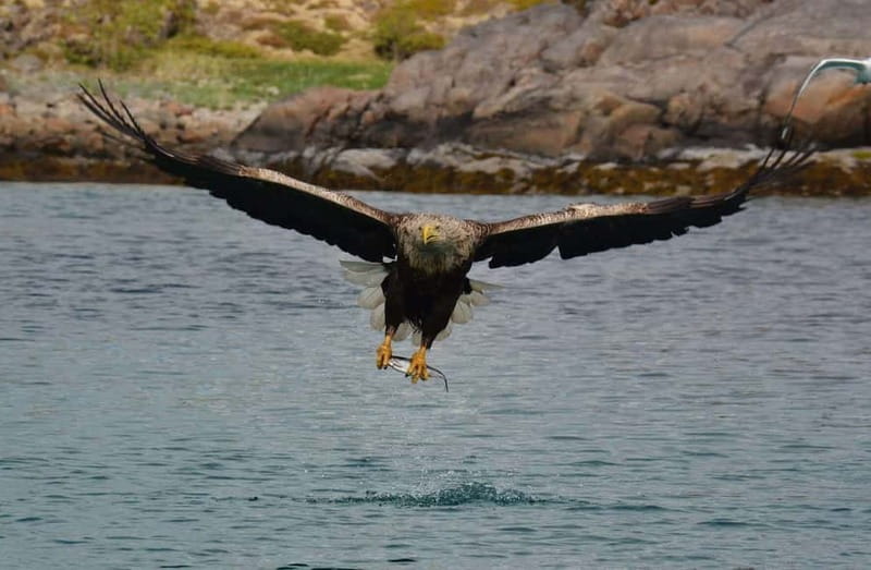 From Svolvær: Lofoten RIB Sea Eagle Safari Trollfjord Cruise - The route through Lofoten’s coastal scenery