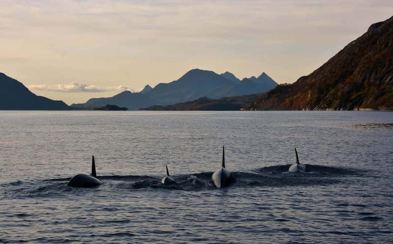 From Svolvær: Lofoten RIB Sea Eagle Safari Trollfjord Cruise - What the fast return adds