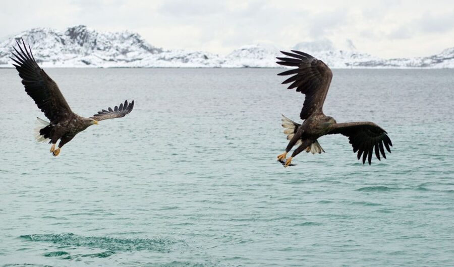 From Svolvaer: Trollfjorden Wildlife RIB Cruise - Sea eagles, seals, and a chance of orcas
