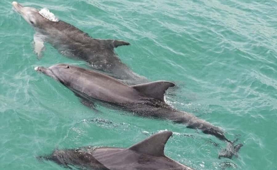 From Sydney: Jervis Bay Day Tour and Dolphin Watching Cruise - Why Jervis Bay makes a worthwhile day away