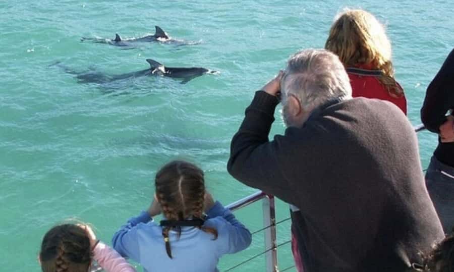 From Sydney: Jervis Bay Day Tour and Dolphin Watching Cruise - Dolphins on Jervis Bay