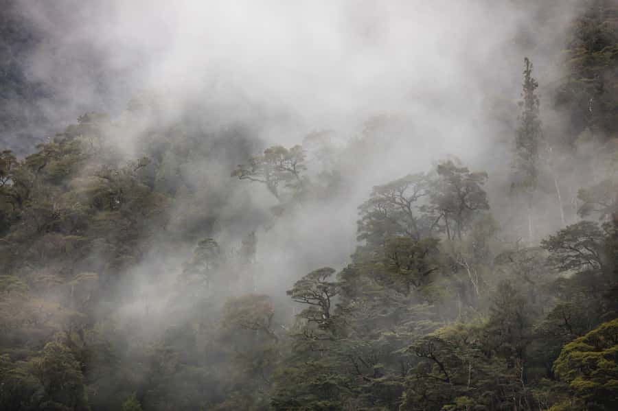 From Te Anau: Doubtful Sound Coach & Cruise - The quietest moment of the cruise